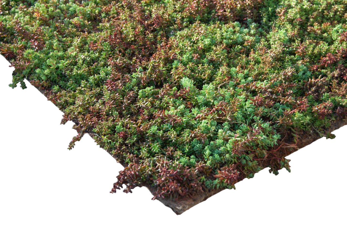 Zinco Pflanzenmatte Sedumteppich, vorkultivierte Vegetationsmatte