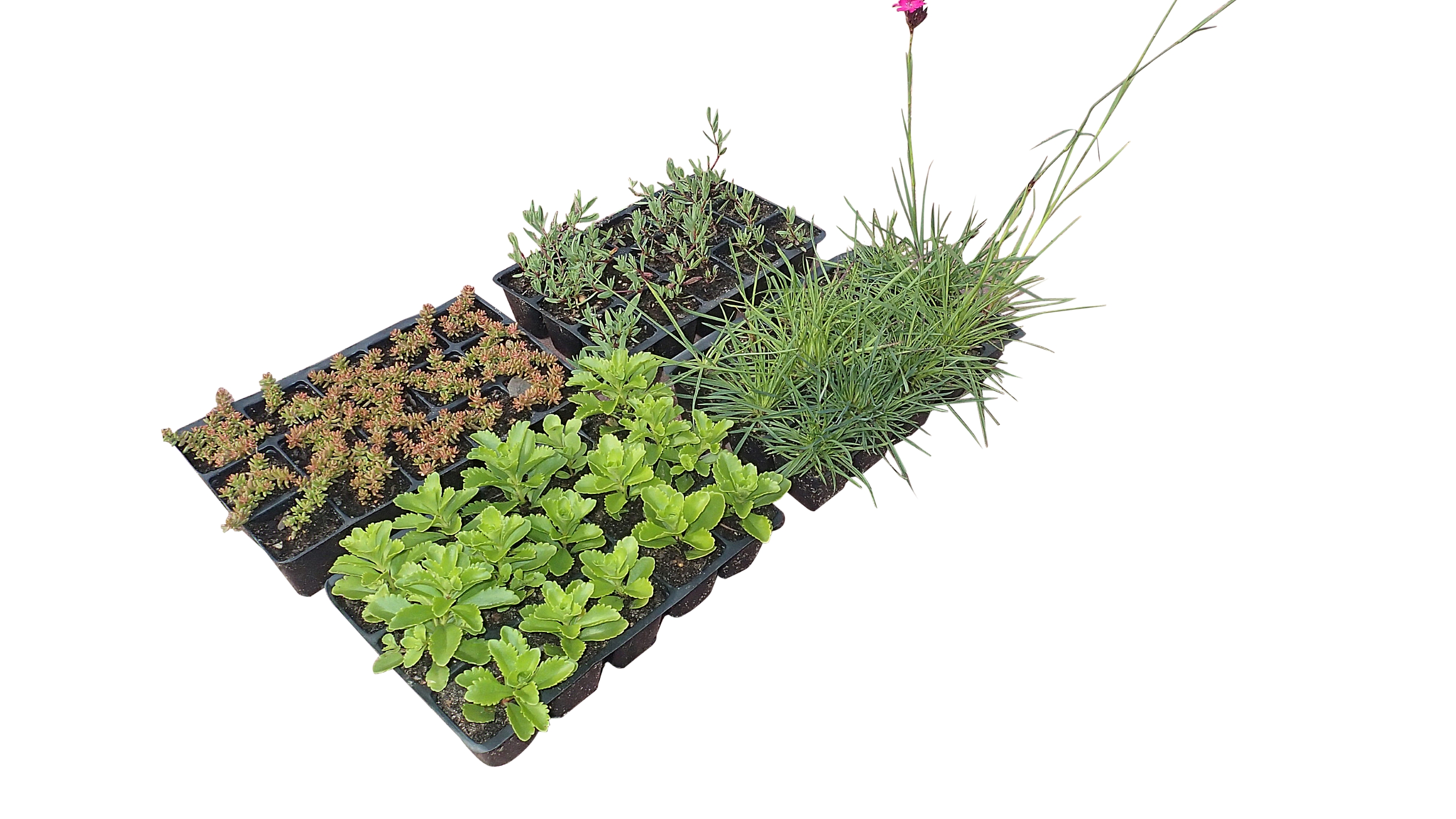 Zinco Flachballenpflanzen FB 4 x 15 Steinrosenflur für Halbschatten
