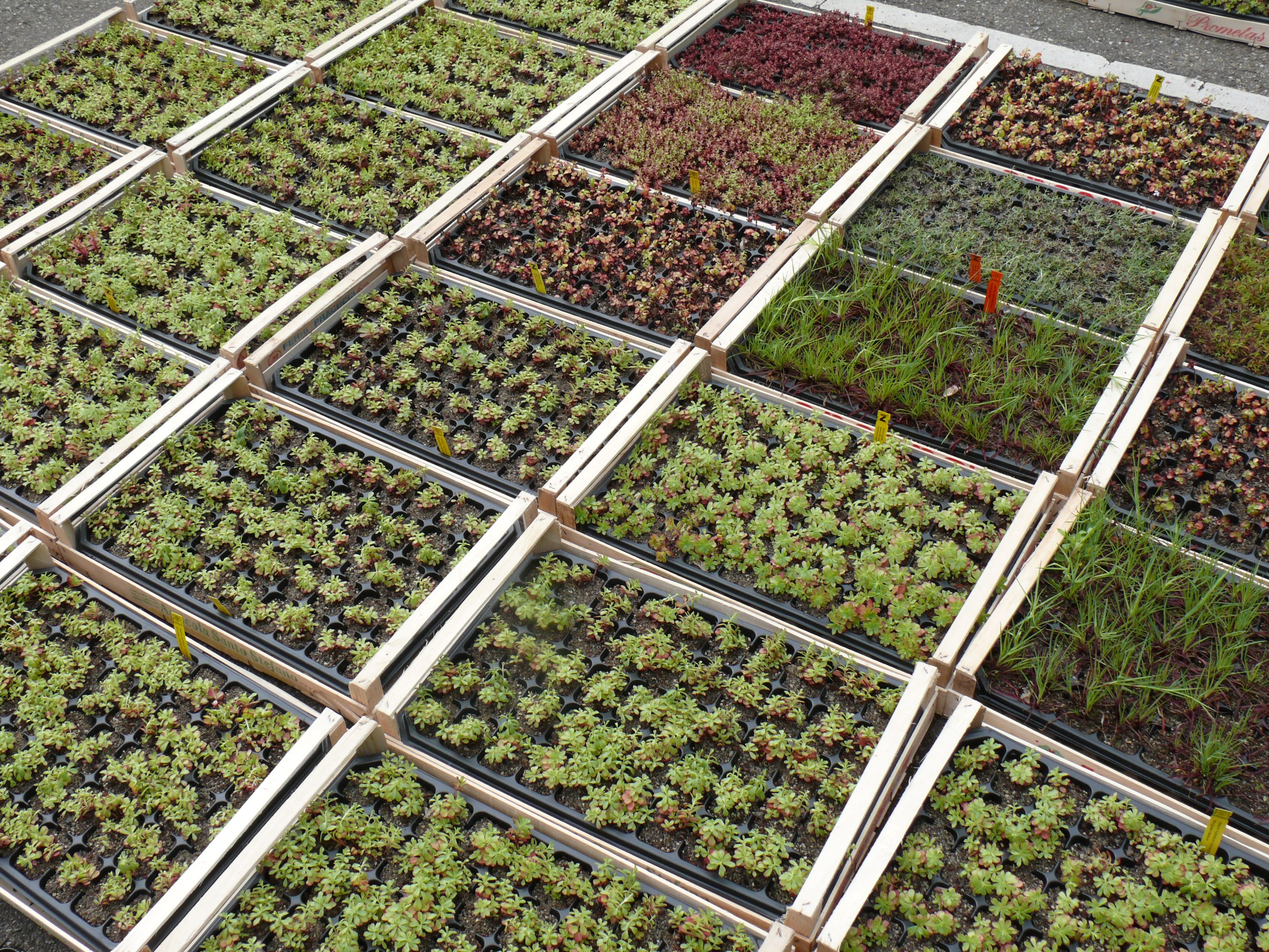 Zinco Flachballenpflanzen FB 50 Schrägdach, Platte à 50 Pflanzen